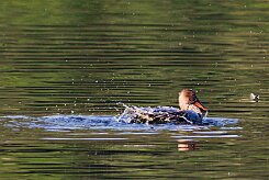 canard_souchet_19-2 null