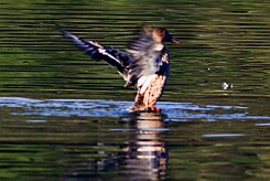 canard_souchet_20-2 null