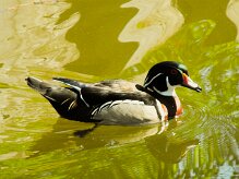 canard_carolin_01-2 null