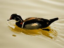 canard_carolin_02-2 null