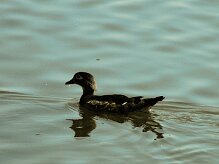 canard_carolin_03-2 null
