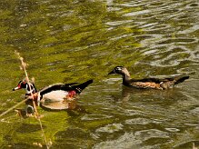canard_carolin_04-2 null
