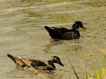 canard_carolin_05-2 null