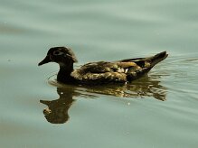canard_carolin_06-2 null