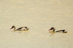Canard_du_Cap_01-2 null