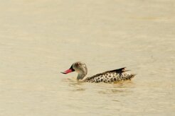 Canard_du_Cap_02-2 null