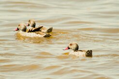 Canard_du_Cap_03-2 null