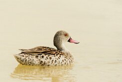 Cape Teal (Canard du Cap)_737A5280-2 null