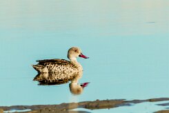 Cape Teal (Canard du Cap)_x737A4710-2 null