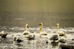 Cygne de Bewick_031_9110 null