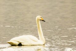 Cygne de Bewick_032_9114 null