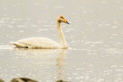 Cygne de Bewick_037_9130 null