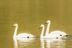 Cygne de Bewick_038_9133 null