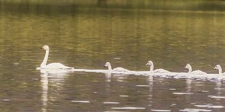 Cygne de Bewick_154_0238 null