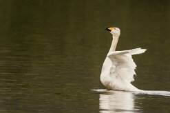 Cygne de Bewick_155_0240 null