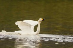 Cygne de Bewick_156_0242 null