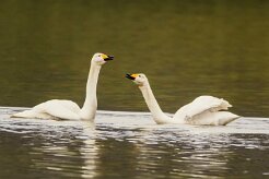 Cygne de Bewick_157_0243 null