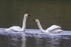Cygne chanteur Kirkjüfellsvatn