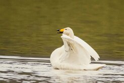 Cygne de Bewick_158_0246 null