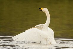 Cygne de Bewick_159_0247 null