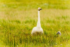 Cygne de Bewick_163_0278 null