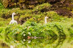 Cygne de Bewick_165_0302 null