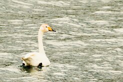 Cygne de bewick_057_9302 null