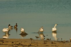cygne_de_bewick_01 null