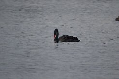 Cygne noir_737A7662 null