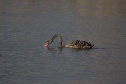 Cygne noir_737A7672 null