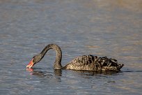 Cygne noir Cygne noir