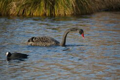 Cygne noir_737A7681 null