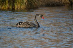 Cygne noir_737A7685 null