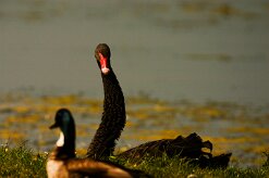 cygne_noir_01 null
