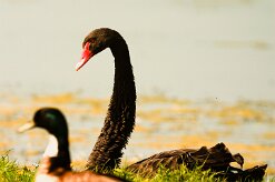 cygne_noir_02 null