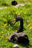 cygne_noir_04 null