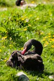 cygne_noir_05 null