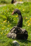 cygne_noir_06 null
