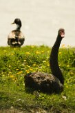 cygne_noir_07 null