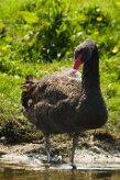 cygne_noir_10 null