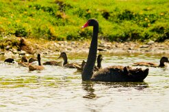 cygne_noir_11 null