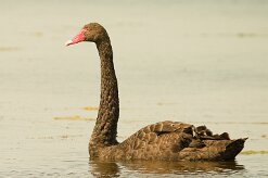 cygne_noir_13 null