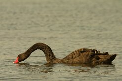 cygne_noir_15 null