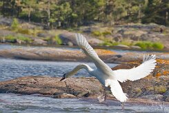 Cygne tuberculé _248445 null