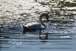 Cygne tuberculé_737A0886 null