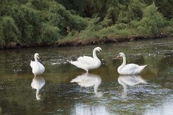 Cygne tuberculé_737A1548 null