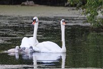 Cygne tuberculé Cygne tuberculé