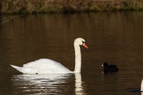 Cygne tuberculé Cygne tuberculé