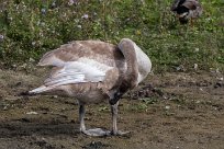 Cygne tuberculé Juvénile