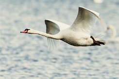 Cygne tuberculé_7D1_3326 null